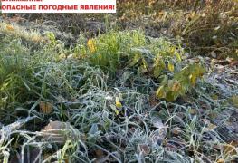 заморозки.jpg